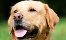Köpeklerin Burnu Neden Islak? Kedilerin Bıyıkları Kesilirse Ne Olur? İşte Hayvanlarla İlgili Doğru Bilinen 15 Yanlış!