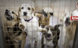 Sakın Ha! Uyutmak Demek Öldürmek Demektir!