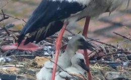 Yaren Leylek Yavrularını Kaybetti