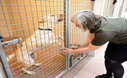 Belçika’nın Sahipsiz Hayvan Sorununa Uzun Vadeli Çözümü